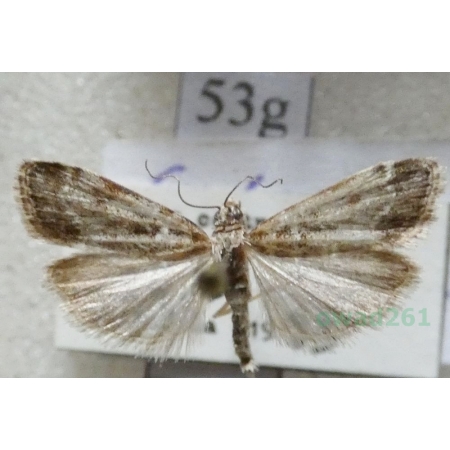 Eudonia mercurella (Linnaeus, 1758) Mietliczka znaczona Czech53g